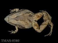 藏品(小雨蛙)的圖片